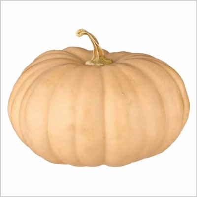 HY. PUMPKIN-TARA
